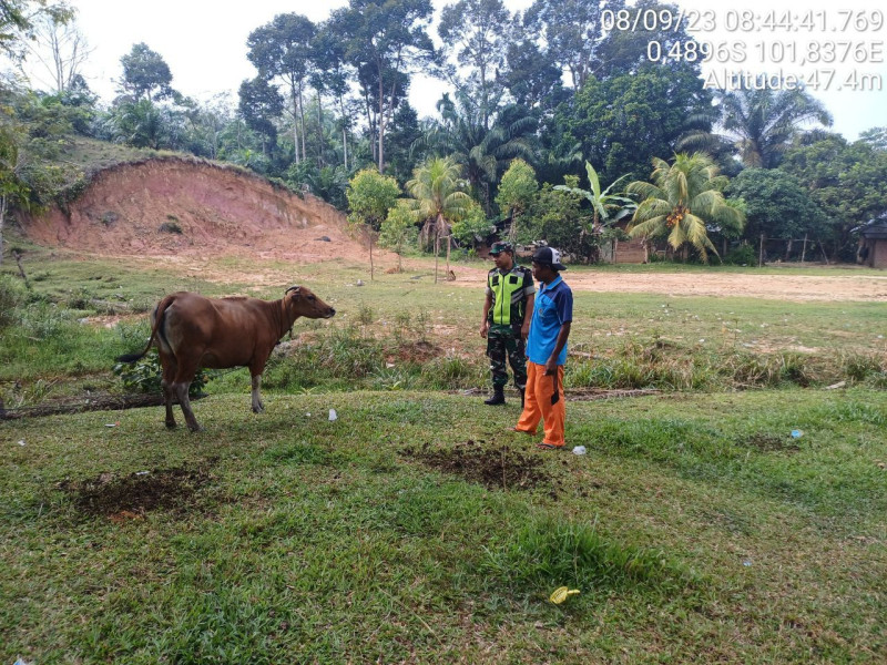 Babinsa Koramil 06/Cerenti Kodim 0302/Inhu Mengantisipasi Penularan Penyakit Mulut Dan Kaki (PMK) Sapi di Desa Banjar Nantigo Kecamatan Inuman Kabupaten Kuansing