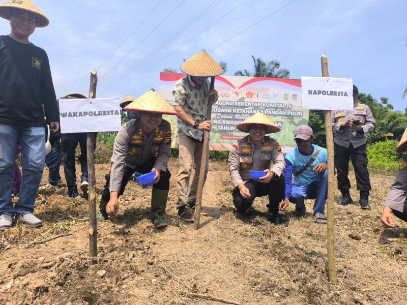 Tak Hanya Jaga Keamanan, Polresta Pekanbaru Juga Tanam Jagung untuk Rakyat