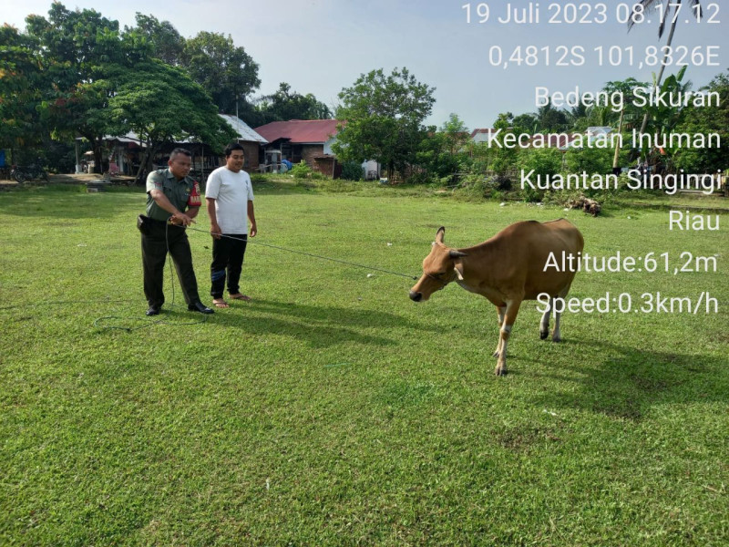 Babinsa Koramil 06/Cerenti Kodim 0302/Inhu Ikut Aktif Dalam Bagian Pemantauan Dan Cek PMK Pada Ternak Sapi Di Wilayah Binaan