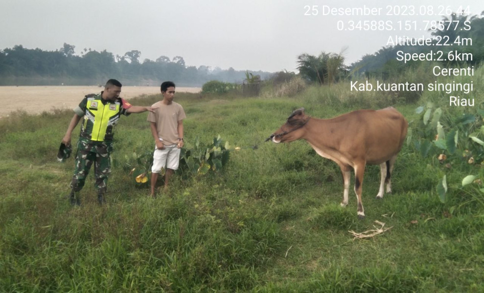 Serda Dumen Siregar Anggota Koramil 06/Cerenti Kodim 0302/Inhu Selalu Aktif Mengantisipasi Penularan Penyakit Mulut Dan Kaki Sapi