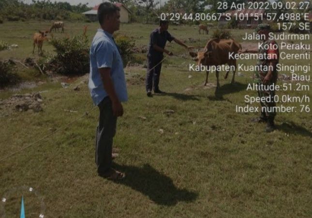 Babinsa Koramil 06/Cerenti Kodim 0302/Inhu Mengantisipasi Penularan Penyakit Mulut Dan Kaki (PMK) Sapi di Desa Kampung Baru dan Kelurahan Koto Peraku