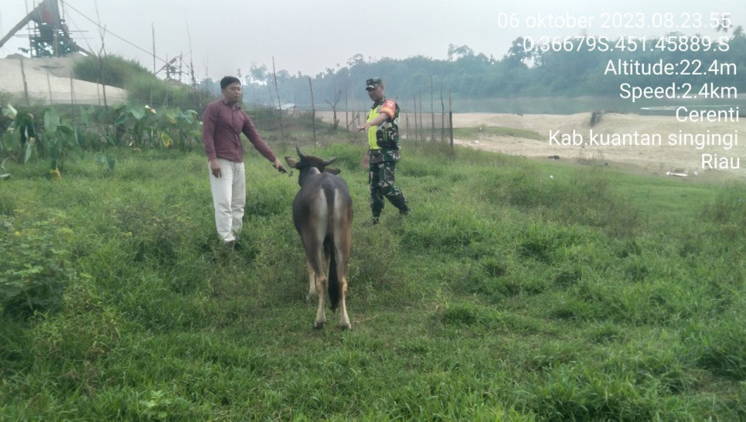Serda Dumen Siregar Anggota Koramil 06/Cerenti Kodim 0302/Inhu Mengantisipasi Penularan Penyakit Mulut Dan Kaki Sapi Di Desa Binaan Tanjung Medan