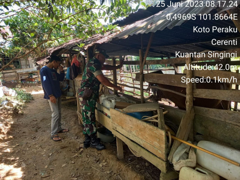 Cegah Wabah PMK Pada Hewan Ternak, Babinsa Turun Langsung Kekandang Ternak Sapi Untuk Cek Kesehatan Sapi Warga