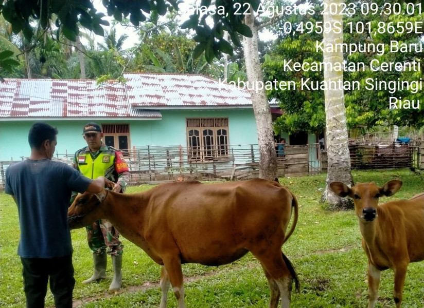 Di Desa Kampung Baru Kopda Mohamad Soleh Babinsa Koramil 06/Cerenti Kodim 0302/Inhu Mengantisipasi Penularan Penyakit Mulut Dan Kaki (PMK) Sapi Diwilayah Kecamatan Cerenti Kabupaten Kuansing Riau