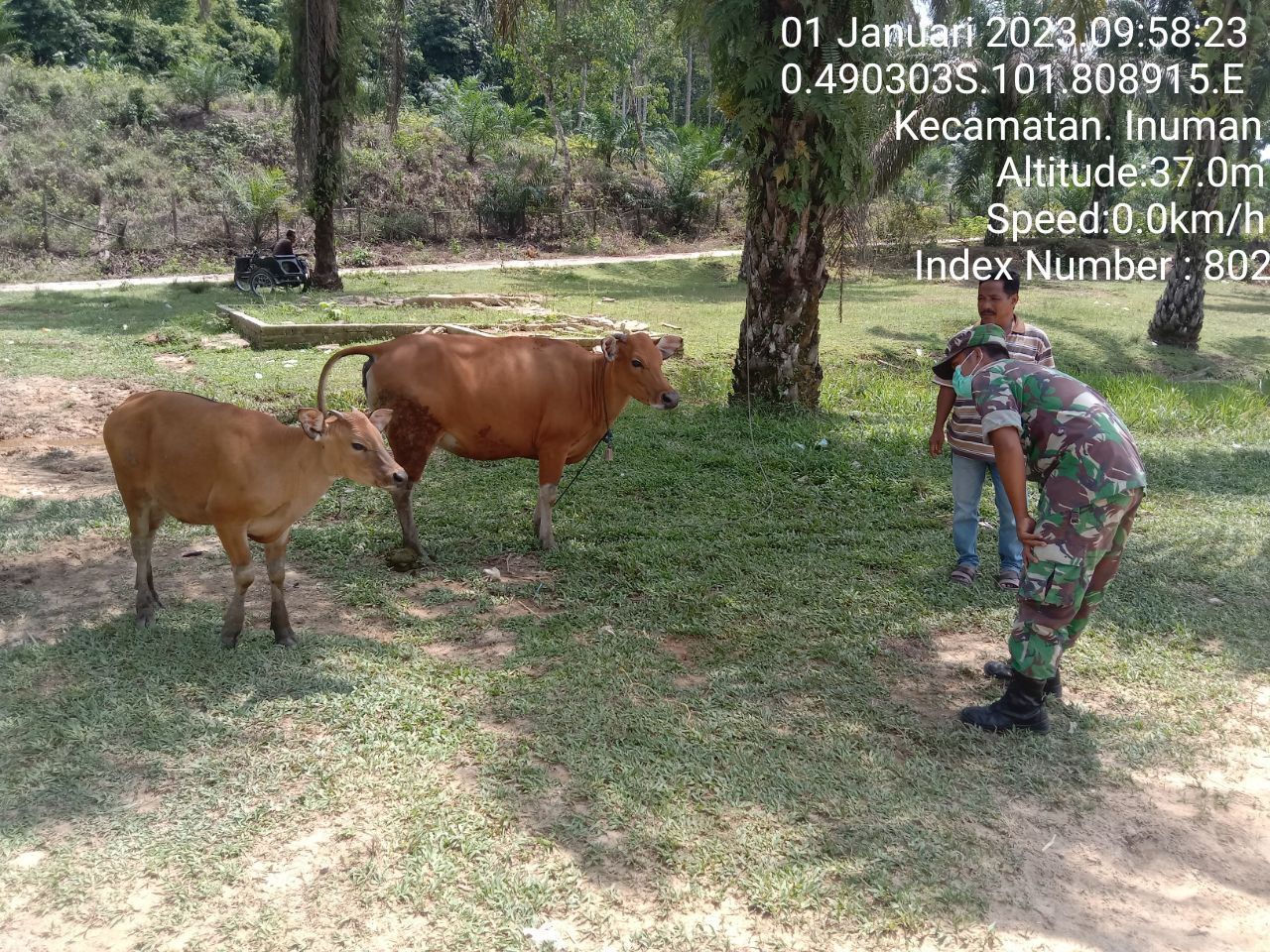 Antisipasi PMK Babinsa Koramil 06/Cerenti Kodim 0302/Inhu Cek Sapi Warga Binaan di Desa Pulau Panjang Hulu Kecamatan Inuman Kabupaten Kuantan Singingi
