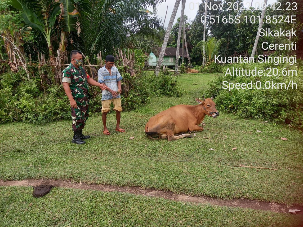Antisipasi Penyebaran PMK, Babinsa Koramil 06/Cerenti Dim 0302/Inhu Kopda Irwan Cek Dan Pantau Hewan Ternak Warga Di Desa Sikakak Kecamatan Cerenti Kabupaten Kuantan Singingi 