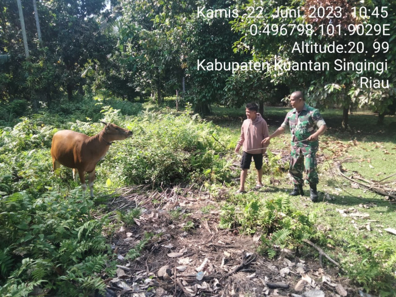 Babinsa Koramil 06/Cerenti Kodim 0302/Inhu Mengantisipasi Penularan Penyakit Mulut Dan Kaki (PMK) Sapi di Desa Koto Cerenti