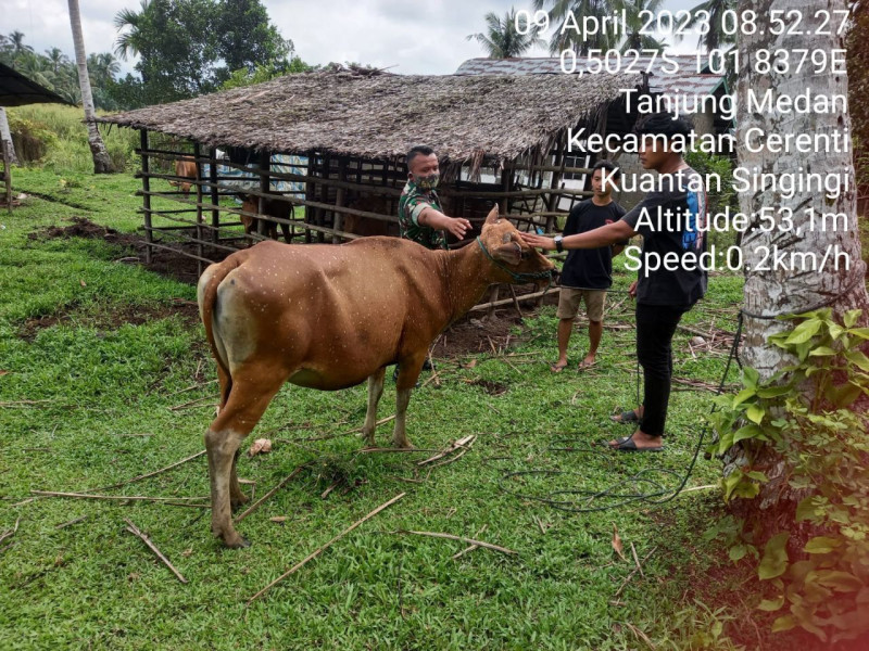 Datangi Peternak Sapi Kopda Irwan Babinsa Koramil 06/Cerenti Kodim 0302/Inhu Pantau PMK Sapi