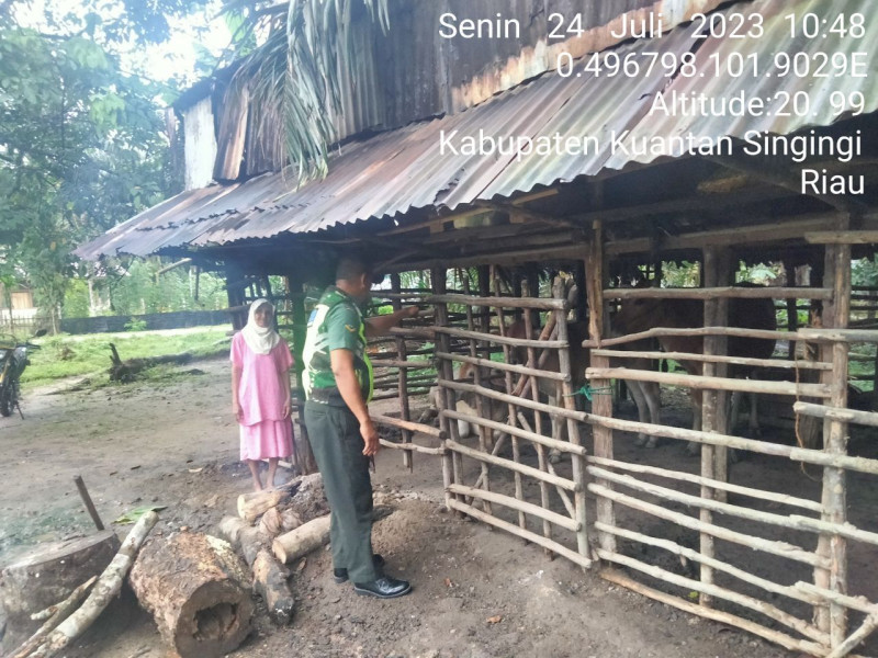 Di Desa Koto Cerenti Kecamatan Cerenti Kabupaten Kuansing, Babinsa Koramil 06/Cerenti Kodim 0302/Inhu Mengantisipasi Penularan Penyakit Mulut Dan Kaki (PMK) Sapi
