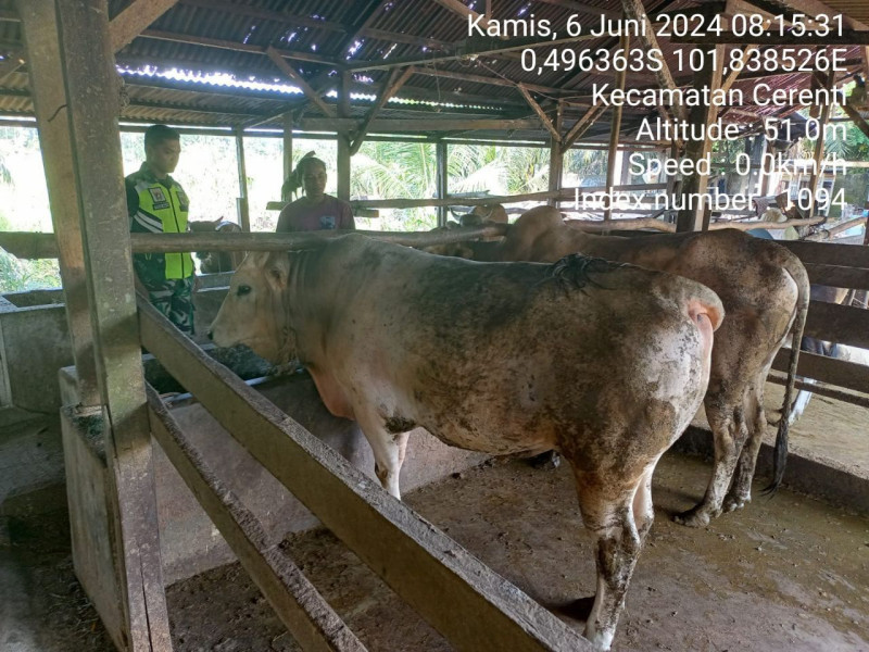 Didesa Tanjung Medan Babinsa Koramil 06/Cerenti Kodim 0302/Inhu Pratu Teguh Mulya Cek Ternak Warga Antisipasi PMK