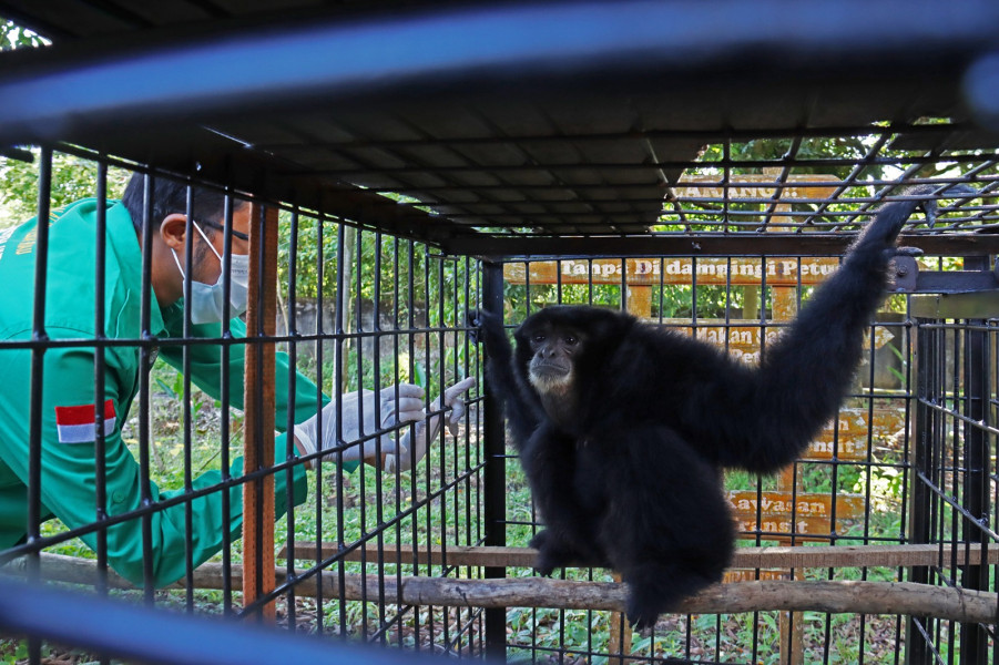 Dirawat 10 Tahun, Siamang Milik Warga Pekanbaru Diserahkan ke BBKSDA Riau