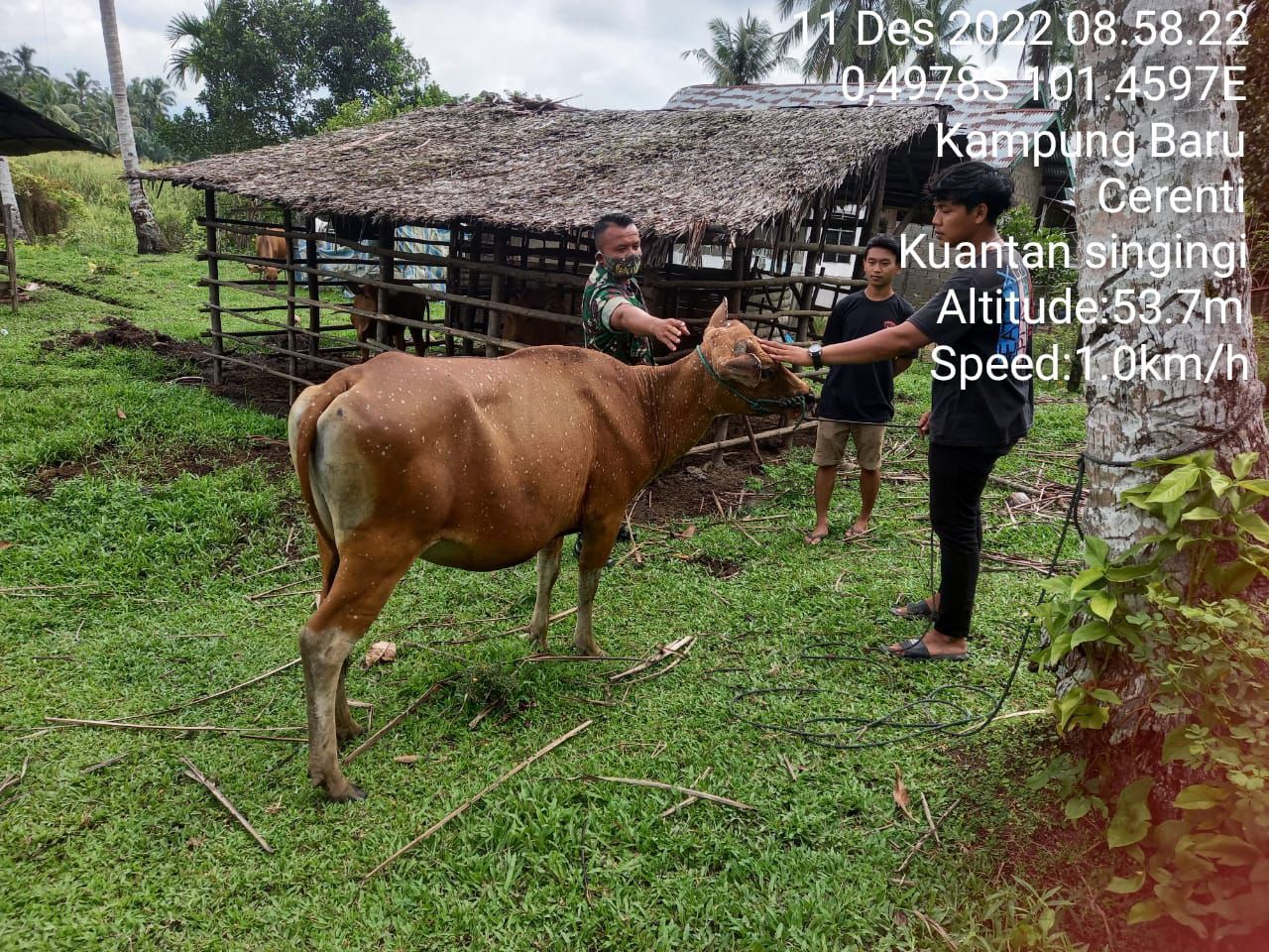 Babinsa Koramil 06/Cerenti Dim 0302/Inhu Datangi Kandang Ternak Sapi Warga Untuk Cek Perkembangan PMK Pada Sapi Peliharaan Warga