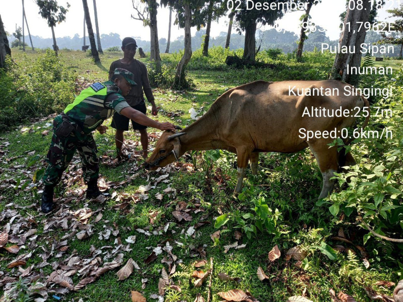 Waspadai Gejala Virus PMK Pada Ternak Sapi Warga Babinsa Koramil 06/Cerenti Kodim 0302/Inhu Cek Ternak Sapi Warga Binaan