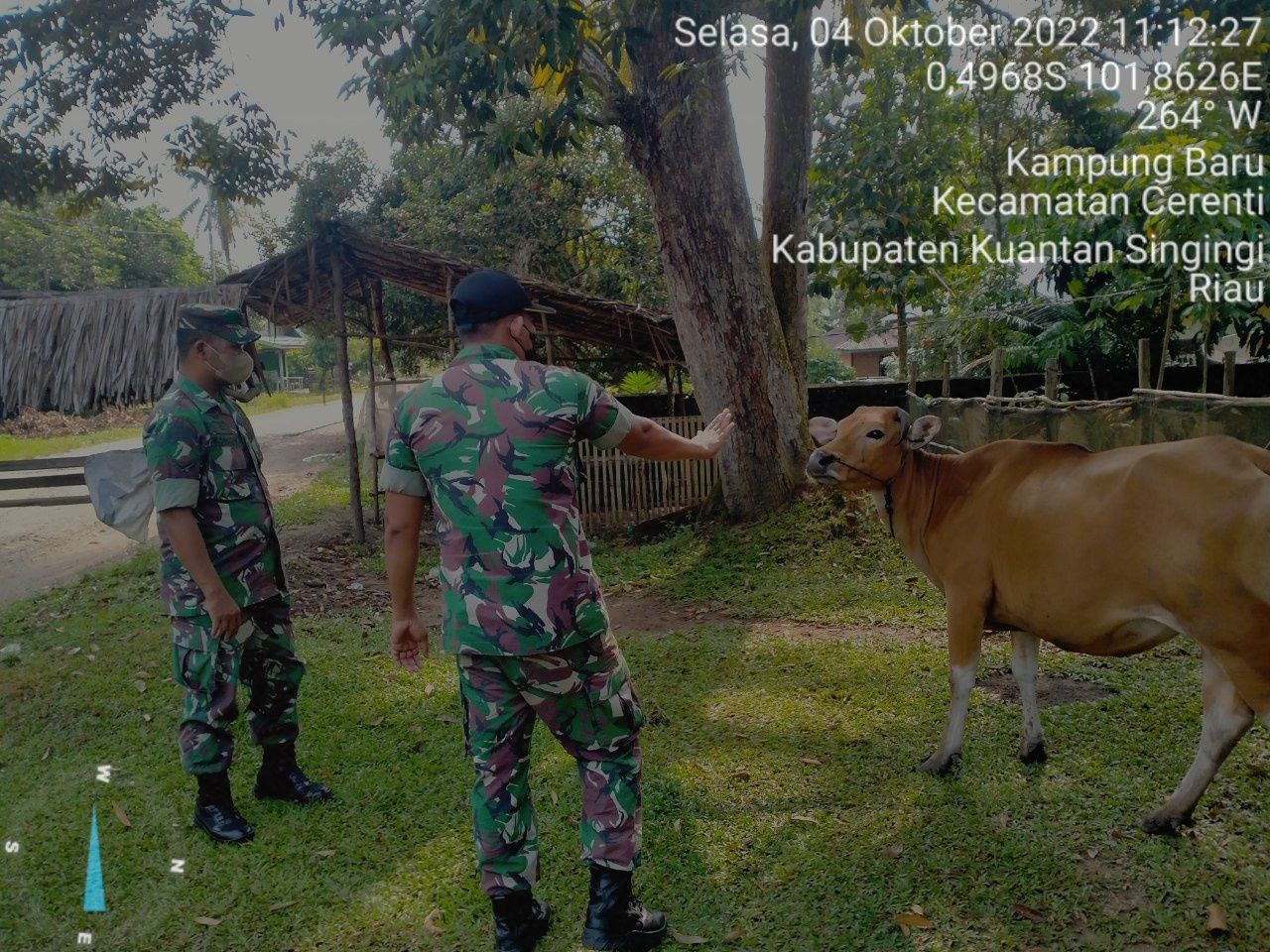 Mengantisipasi Penularan Penyakit Mulut Dan Kaki (PMK) Sapi Babinsa Koramil 06/Cerenti Kodim 0302/Inhu Kopda Mohamad Soleh dan Anggota Lainnya Pantau Sapi Milik Warga