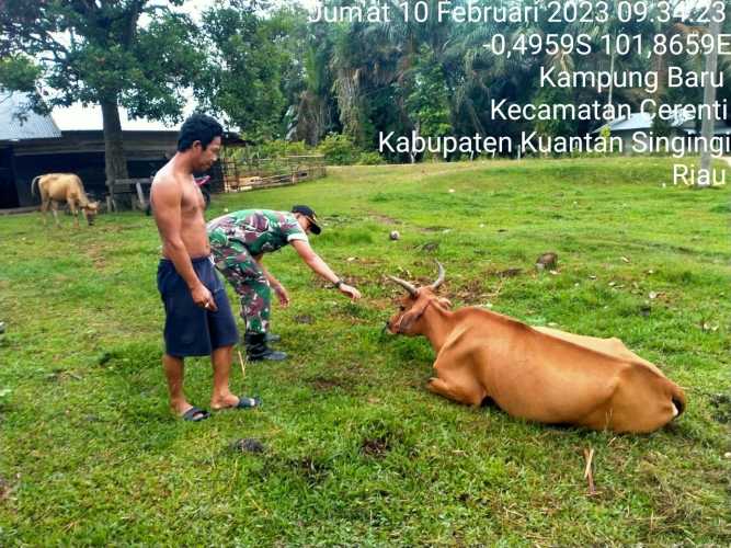 Kopda Muhammad Soleh Anggota Koramil 06/Cerenti Kodim 0302/Inhu Cek Sapi Warga Binaan Untuk Mengantisipasi Penularan Penyakit Mulut Dan Kaki Sapi di Wilayah Teritorialnya 