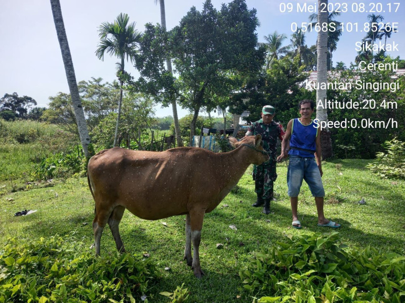 Babinsa Koramil 06/Cerenti Dim 0302/Inhu, Cek Langsung Ternak Sapi Warga Dipekarangan Untuk Waspadai Gejala PMK Pada Ternak