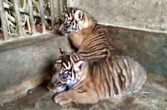 Dua Anak Harimau Sumatera Lahir di TMSBK Bukittinggi, Bukti Keberhasilan Konservasi