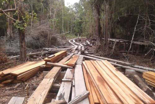 Sempat Dapat Perlawanan, Kasus Illegal Logging di Singingi Hilir Terkuak
