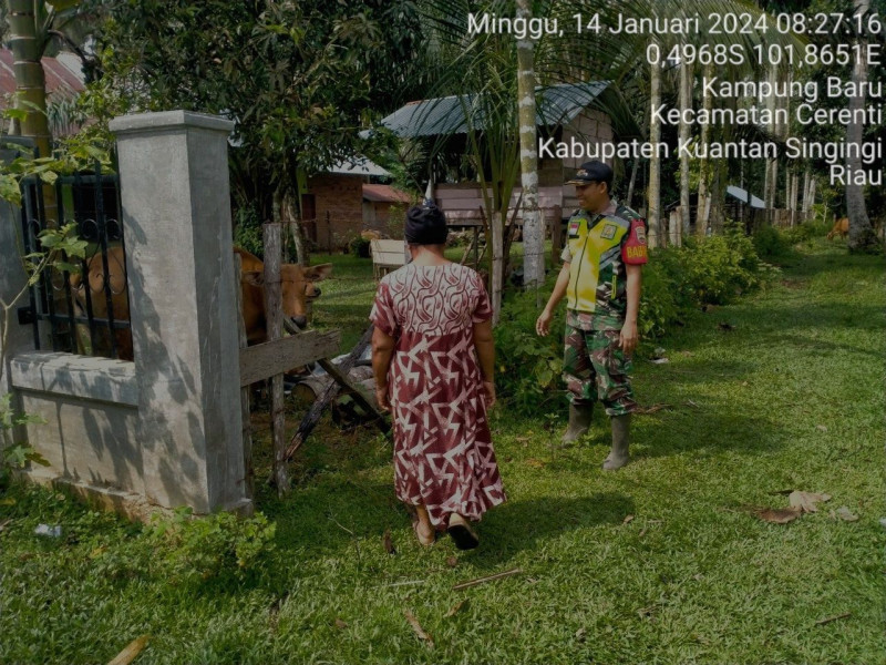 Kopda Mohamad Soleh Babinsa Koramil 06/Cerenti Kodim 0302/Inhu Mengantisipasi Penularan Penyakit Mulut Dan Kaki (PMK) Sapi Diwilayah Binaannya