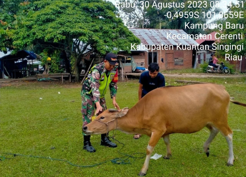 Didesa Kampung Baru Kecamatan Cerenti Kabupaten Kuansing Kopda Mohamad Soleh Babinsa Koramil 06/Cerenti Kodim 0302/Inhu Antisipasi Penularan Penyakit Mulut Dan Kaki (PMK) Sapi Diwilayah Kecamatan Cerenti