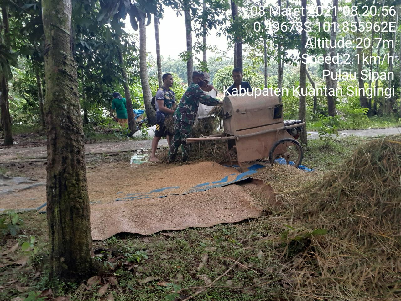 Babinsa Koramil 06/Cerenti Dim 0302/Inhu Membantu Petani Merontok Padi