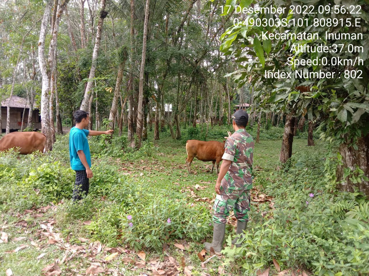 Antisipasi PMK Babinsa Koramil 06/Cerenti Kodim 0302/Inhu Cek Sapi Warga Binaan di Desa Pulau Panjang Hulu 