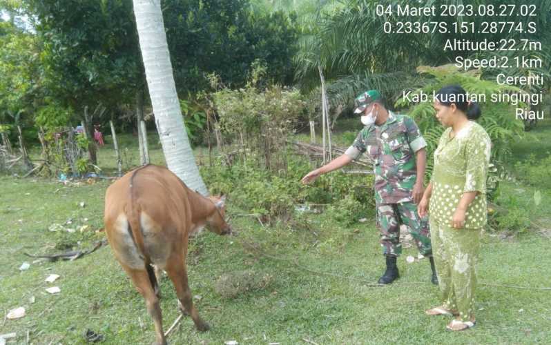 Anggota Koramil 06/Cerenti Kodim 0302/Inhu Mengantisipasi Penularan Penyakit Mulut Dan Kaki (PMK) Sapi Di Desa Binaan Pulau Panjang Cerenti Kecamatan Cerenti 