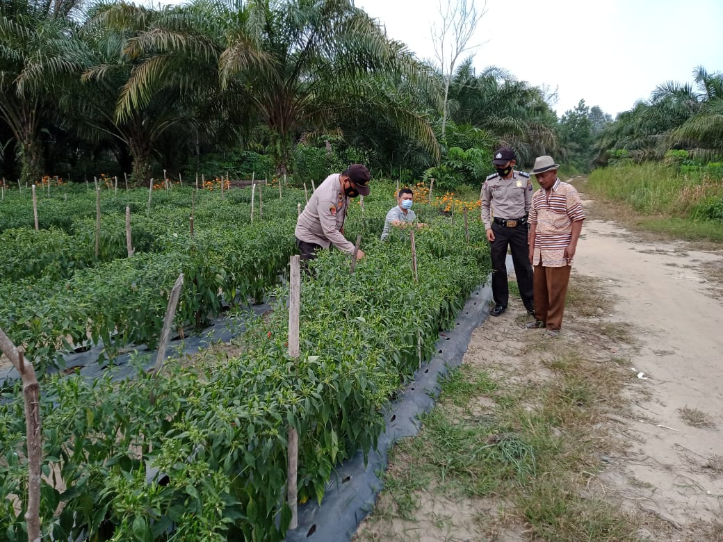 Personel Polsek Bunut Tinjau Pengembangan Lahan Kampung Tangguh di Desa Angkasa