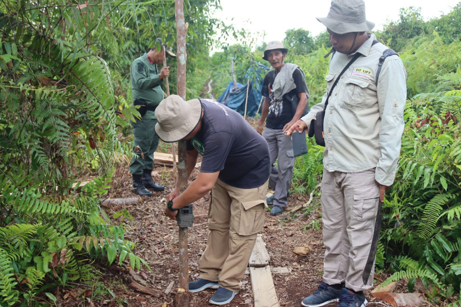 Upaya Penanganan Konflik Satwa di Sungai Rawa Berlanjut, Harimau Belum Terdeteksi