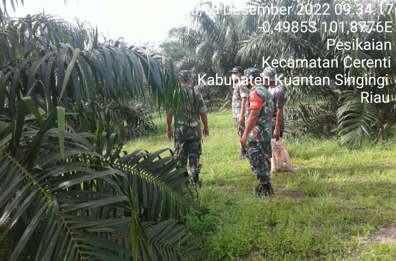 Tingkatkan Pengawasan Karlahut, Anggota Koramil 06/ Cerenti Kodim 0302/ Inhu Laksanakan Patroli di Wilayah Binaan 