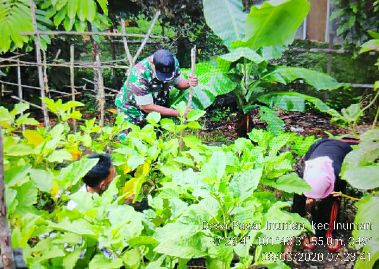 Babinsa Koramil 06/Cerenti Dim 0302/Inhu Serda Hendriswan Membantu Petani Membersihkan Gulma Tanaman Milik Warga Binaan.