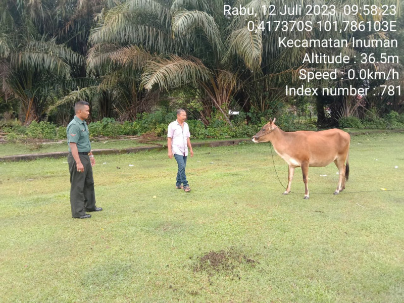 Antisipasi PMK Kopda Junedi  Babinsa Koramil 06/Cerenti Kodim 0302/Inhu Cek Sapi Warga di Desa Kampung Baru Koto Kecamatan Inuman