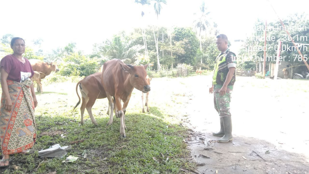 Antisipasi Penyebaran PMK, Babinsa Koramil 06/Cerenti Kodim 0302/Inhu Cek Dan Pantau Hewan Ternak Diwilayah Binaan Di Desa Kampung Baru Koto