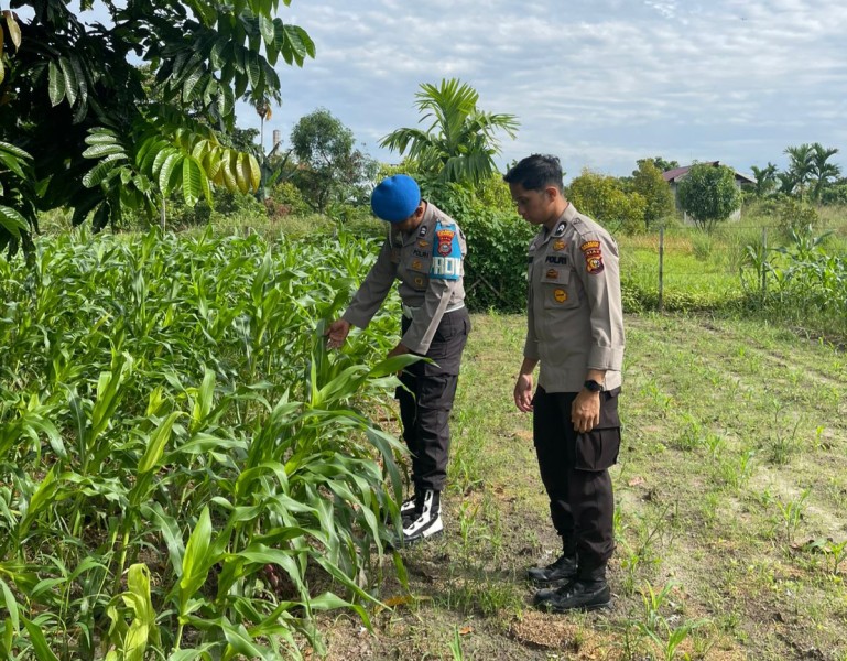 Polsek Kawasan Pelabuhan Dampingi Petani Cek Pertumbuhan Jagung Dukung Ketahanan Pangan Nasional