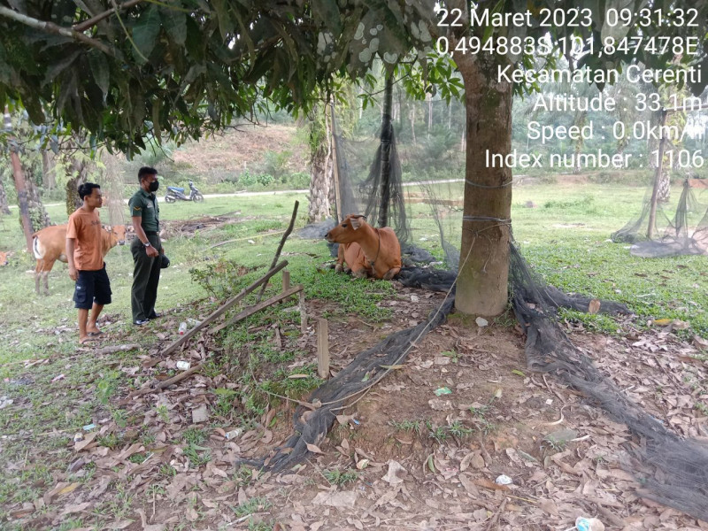 Antisipasi PMK Babinsa Koramil 06/Cerenti Kodim 0302/Inhu Cek Sapi Warga Binaan Didesa Kampung Baru Timur Kecamatan Cerenti