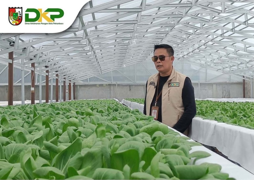 Kepala Dinas Ketahanan Pangan (DKP) Kota Pekanbaru Maisisco  Tinjau Pertanian Hidroponik Kandis Green Farm