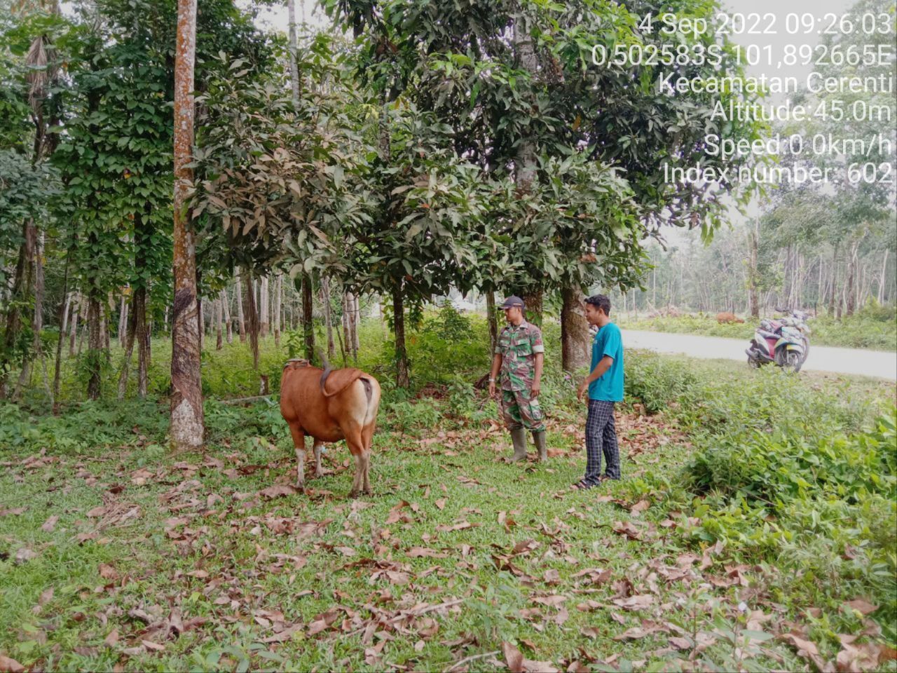 Antisipasi PMK Babinsa Koramil 06/Cerenti Kodim 0302/Inhu,Kopda Junedi Cek Sapi Warga Binaan di Kelurahan Koto Peraku