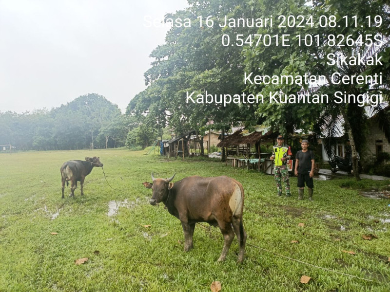 Di Desa Binaannya, Anggota Koramil  06/Cerenti Kodim 0302/Inhu Selalu Aktif Mengantisipasi Penularan Penyakit Mulut Dan Kaki (PMK)