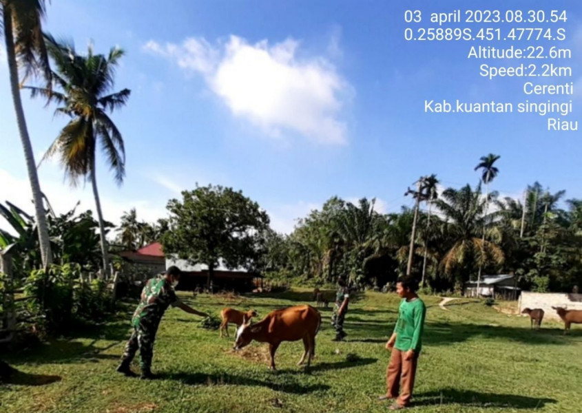 Babinsa Koramil 06/Cerenti Kodim 0302/Inhu Mengantisipasi Penularan Penyakit Mulut Dan Kaki (PMK) Sapi Di Desa Binaan Desa Kampung Baru Koto Kecamatan Inuman