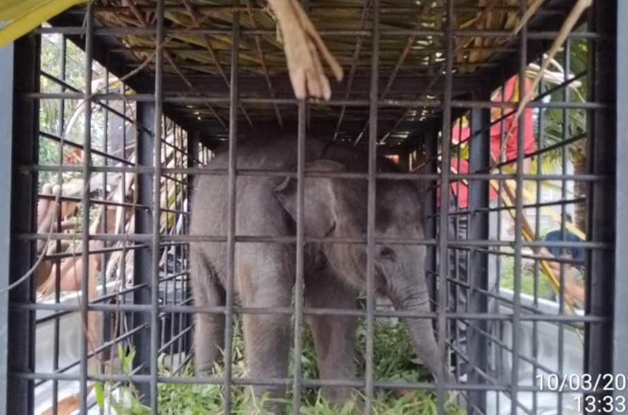 Bayi Gajah Ditemukan Terpisah dari Induknya di Perkebunan Sawit Kampar