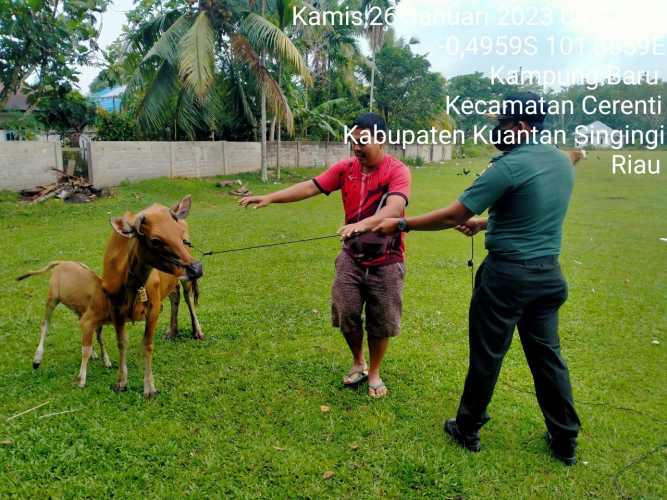 Anggota Koramil 06/Cerenti Kodim 0302/Inhu Mengantisipasi Penularan Penyakit PMK Pada Sapi di Desa Binaannya 