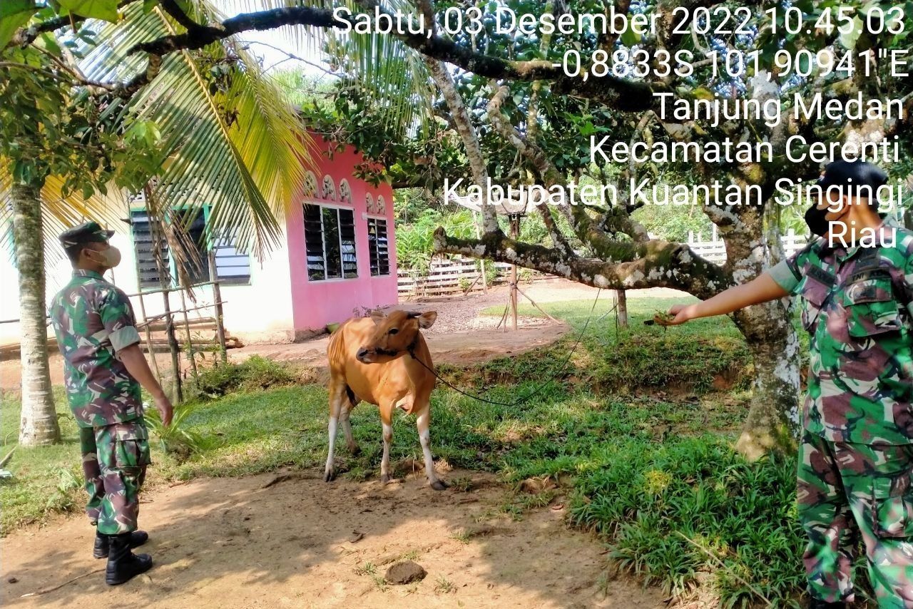 Babinsa Koramil 06/Cerenti Kodim 0302/Inhu Mengantisipasi Penularan Penyakit Mulut Dan Kaki (PMK) Sapi di Desa Tanjung Medan Kecamatan Cerenti 