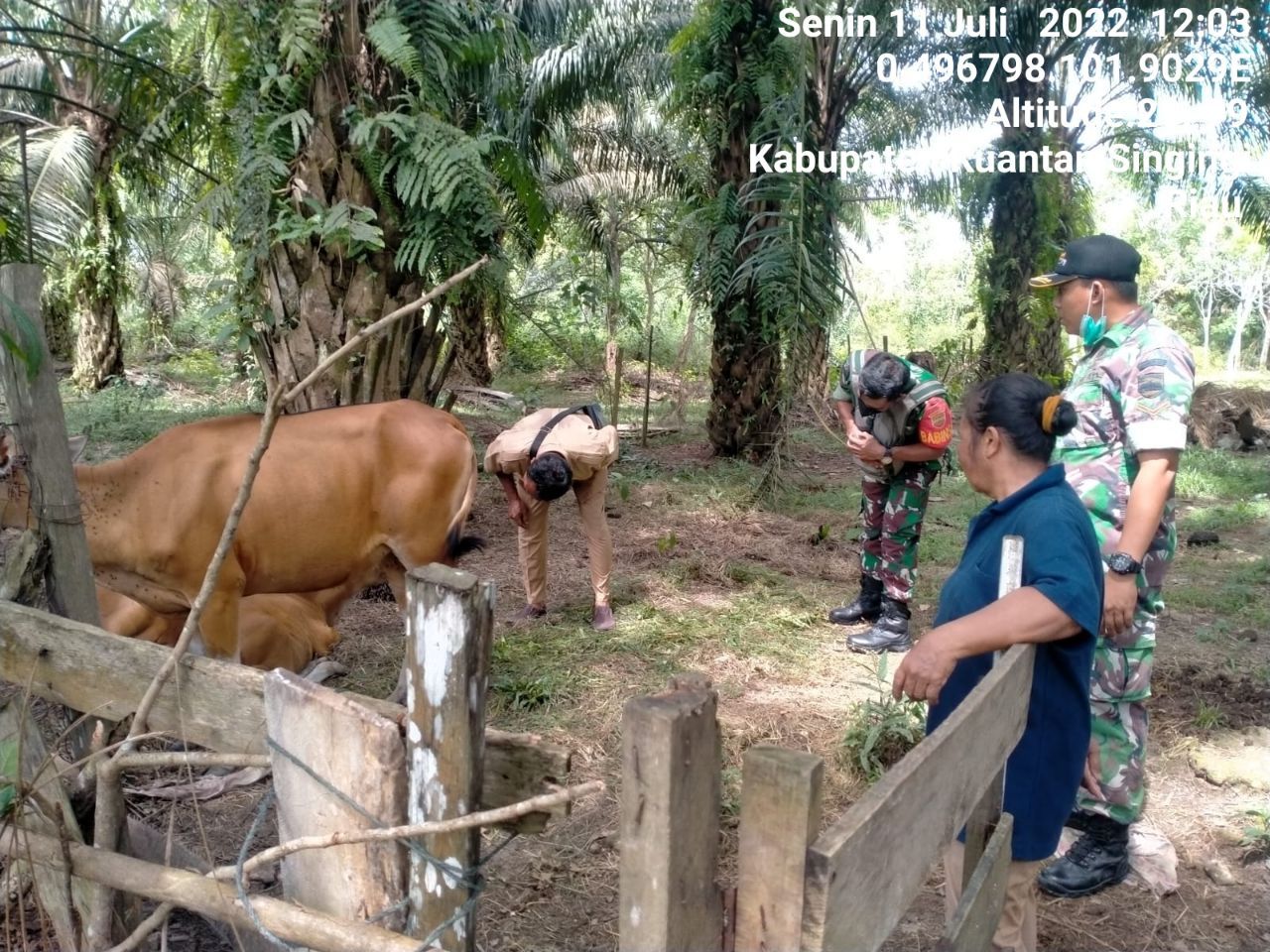Antisipasi PMK Babinsa Koramil 06/Cerenti Kodim 0302/Inhu Cek Sapi Warga Binaan