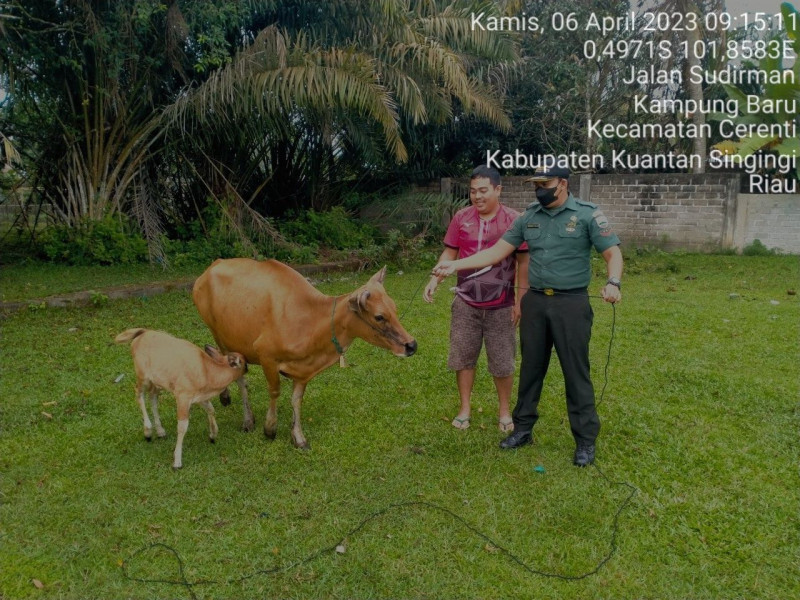 Babinsa Koramil 06/Cerenti Kodim 0302/Inhu Kopda Muhamad Soleh Cek Hewan Ternak Warga Kampung Baru Cerenti Antisipasi Penularan Penyakit Mulut Dan Kaki (PMK) Sapi