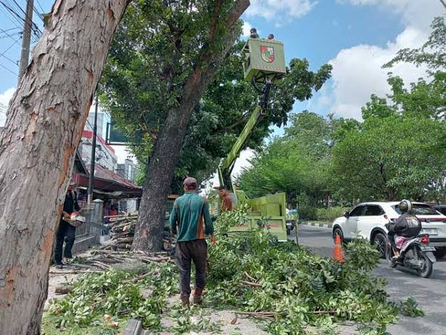 Antisipasi Pohon Tumbang, DLHK Pekanbaru Lakukan Pemangkasan Rutin