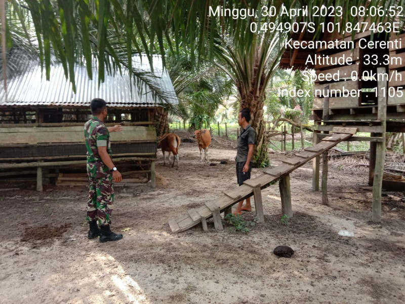 Antisipasi PMK, SP Nasution Babinsa Koramil 06/Cerenti Kodim 0302/Inhu Cek Sapi Warga Binaan Didesa Kampung Baru Timur