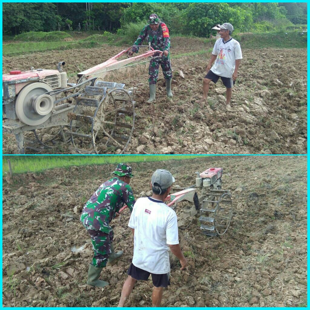 Babinsa Ramil 07/Kuantan Hilir Dim 0302/INHU Bantu Petani Membajak Sawah Di Desa Pulau Kijang.