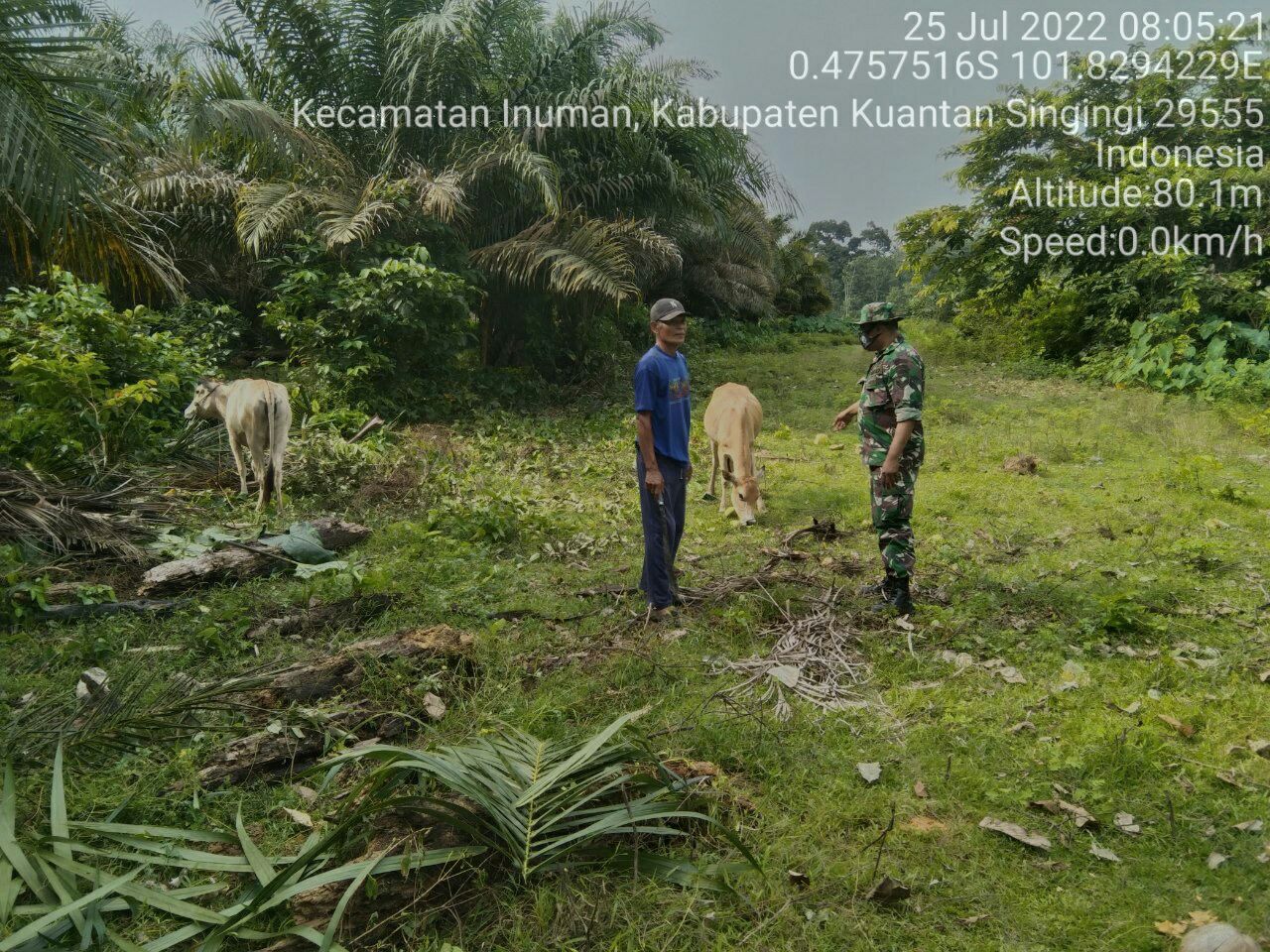 Babinsa Koramil 06/Cerenti Kodim 0302/Inhu, Serda Dumen Siregar Himbau Warga Waspadai Gejala Virus PMK Pada Ternak