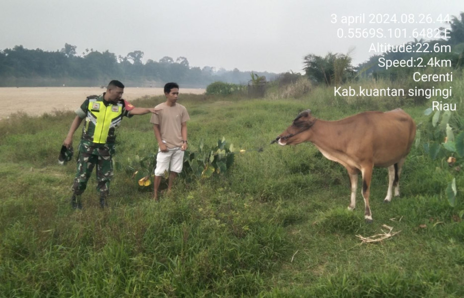Babinsa Koramil 06/Cerenti Kodim 0302/Inhu Mengantisipasi Penularan Penyakit Mulut Dan Kaki di Wilayah Teritorialnya 
