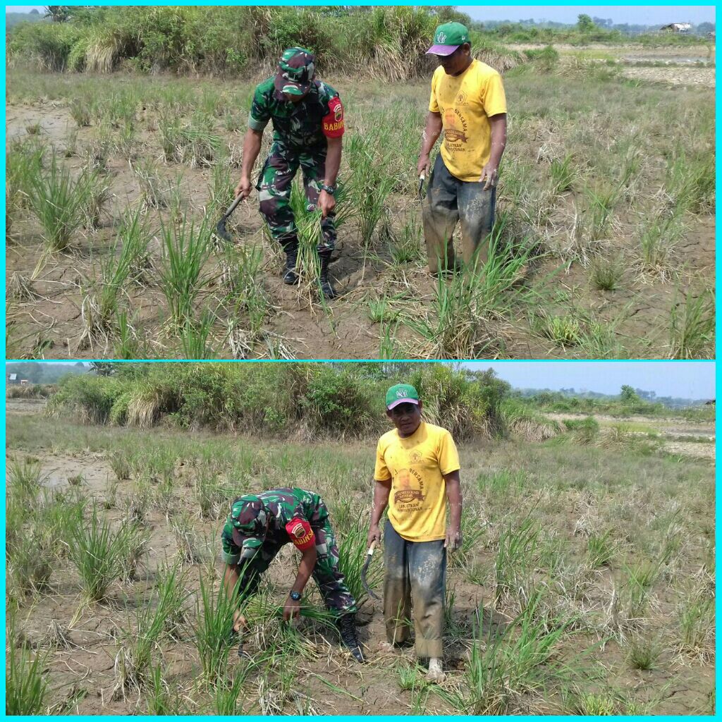Anggota Koramil Kuantan Hilir Bantu Petani Membersihkan Lahan Pertanian Yang Mengalami Gagal Panen.